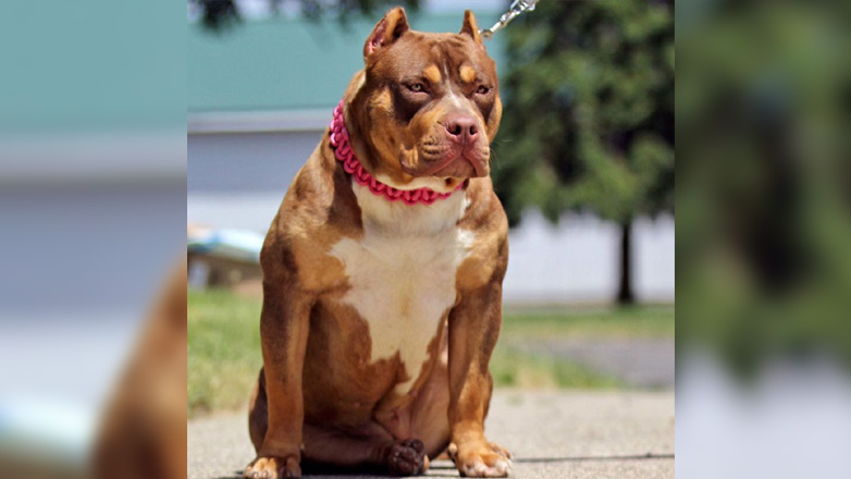 Βρετανία: Ιδιοκτήτες σκυλιών XL Bully τα πωλούν, τα εγκαταλείπουν ή αλλάζουν τη ράτσα καταχώρησής τους