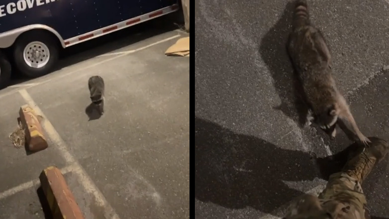 Το ρακούν έβαλε στοίχημα με τους φίλους του