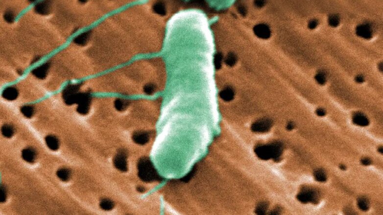 Προειδοποίηση από τα Κέντρα Ελέγχου Νοσημάτων των ΗΠΑ για λοιμώξεις από Vibrio vulnificus