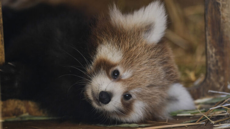 Αττικό Ζωολογικό Πάρκο: Γεννήθηκε ένα σπάνιο κόκκινο πάντα