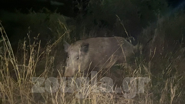 Αττική: Αγριογούρουνα κάνουν βόλτες ανενοχλητα στην Πετρούπολη