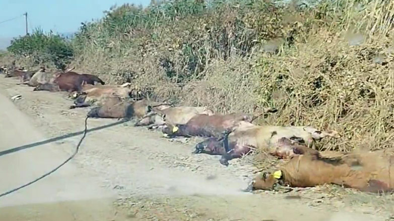 Καταγγελία κατοίκου στη Θεσσαλία: «Με την Θεομηνία αποδείχτηκε ότι ΜΚΟ και φιλοζωικές είναι μόνο αρπακτικά»