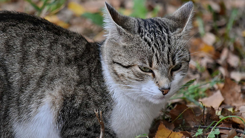 Μήνυση κατά αγνώστου για θανάτωση αδέσποτης γάτας Μήνυση κατά αγνώστου για θανάτωση αδέσποτης γάτας