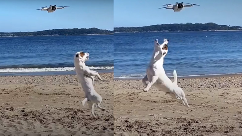 Σκύλος κυνηγά drone