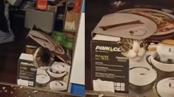 Η γάτα βολεύτηκε