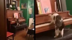 Η γάτα έχει ταλέντο στο πιάνο