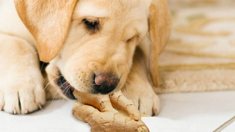 Πώς η πιπερόριζα μπορεί να βοηθήσει τα σκυλιά μας;