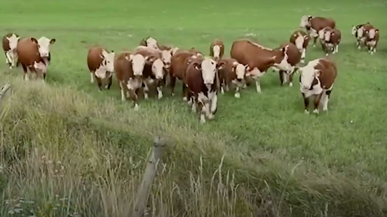 Μουσικοί τζαζ μαγεύουν κοπάδι αγελάδων