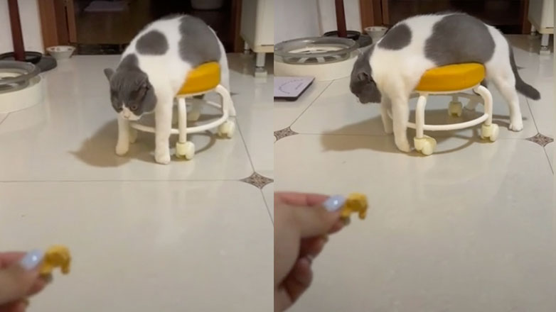 Τεμπέλης εφευρετικός γάτος