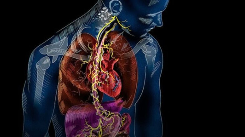 Το πνευμονογαστρικό νεύρο ενεργοποιείται κατά τη διάρκεια της άσκησης