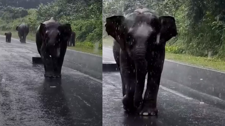 Ελέφαντας επιτίθεται σε αυτοκίνητο τουριστών