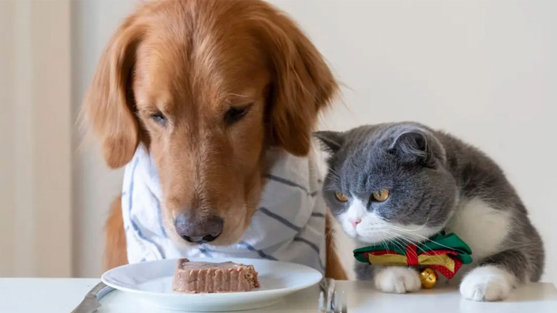 Σκύλος: Μύθοι και αλήθειες για τη διατροφή του τετράποδου φίλου μας