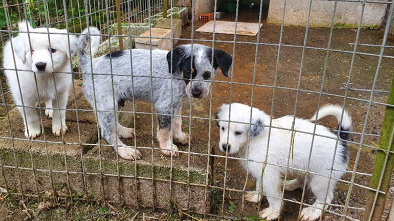 Με μελανά χρώματα η κατάσταση των αδέσποτων στην Ελλάδα, από το Ελεγκτικό Συνέδριο