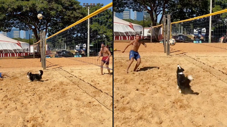 Ένας σκύλος παίζει beach volley
