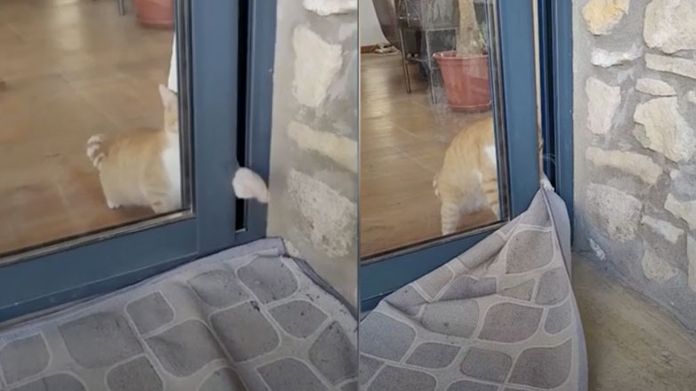 Γάτος δραπέτης