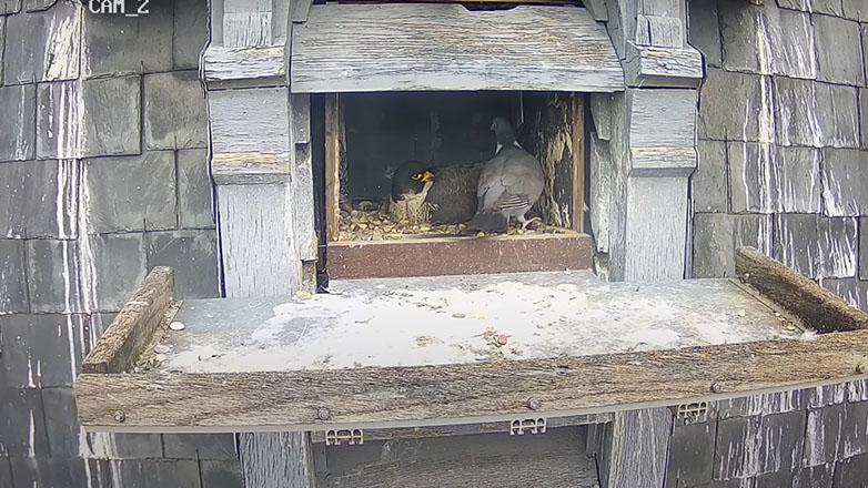 Περιστέρι επισκέπτεται ένα γεράκι που επωάζει τα αβγά του