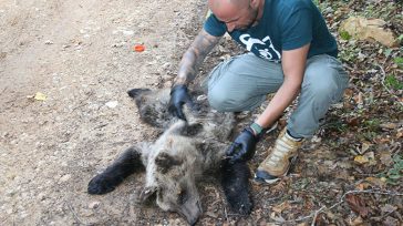 Τροχαίο στη Φλώρινα με θύμα αρκούδα