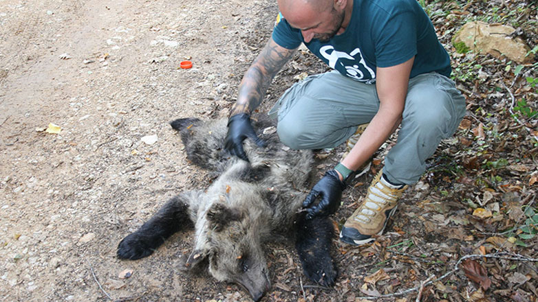 Θεσσαλονίκη: Αποτρόπαιο έγκλημα με θύμα αρκουδάκι λίγων μηνών