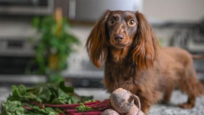Παντζάρι: O κόκκινος θησαυρός που δεν πρέπει να λείπει από το πιάτο τους σκύλου