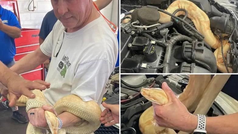 Άνοιξε το καπό και βρήκε φίδι 2μιση μέτρων δίπλα στη μηχανή