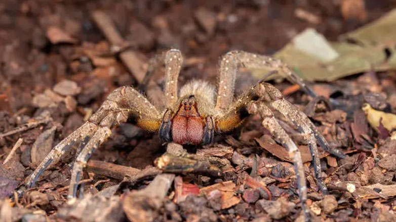 Φονική αράχνη στο μικροσκόπιο ερευνητών -Πιστεύουν ότι το δηλητήριό της μπορεί να θεραπεύσει τη στυτική δυσλειτουργία