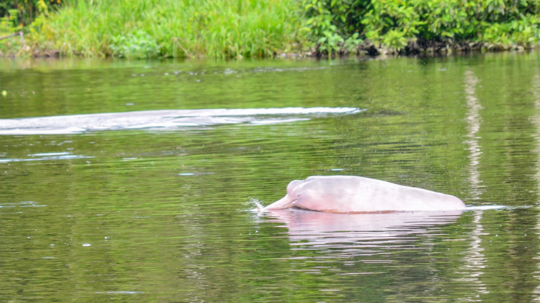 Στην ξηρασία και τις υψηλές θερμοκρασίες ενδέχεται να οφείλεται ο θάνατος δεκάδων δελφινιών στον Αμαζόνιο