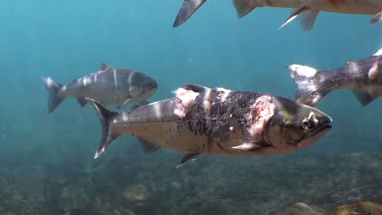 Ισλανδία: Χιλιάδες σολομοί «δραπέτευσαν» από ιχθυοτροφείο