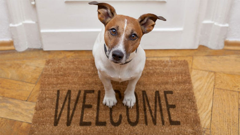 Τι προβλέπει ο νόμος για τα σκυλιά και τις γάτες στις πολυκατοικίες