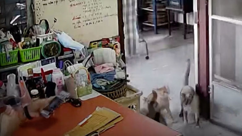 Γάτα καρατέκα ανοίγει μια πόρτα