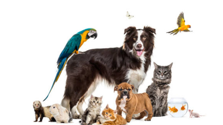 Παγκόσμια Ημέρα των Ζώων: Τέσσερις ιστορίες με κοινό παρονομαστή