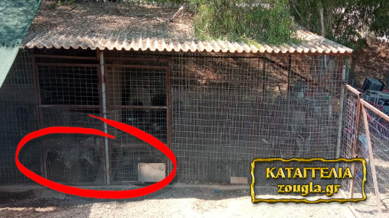 Δήμος Ελευσίνας: Αλυσοδεμένα και κλειδωμένα σε κλουβιά αδέσποτα σκυλάκια