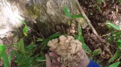 Αρκούδα επιτίθεται σε άνδρα που μαζεύει μανιτάρια