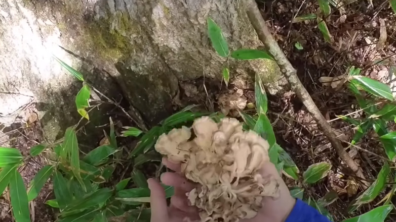 Αρκούδα επιτίθεται σε άνδρα που μαζεύει μανιτάρια