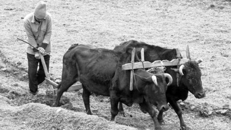 Τα ζώα έχουν… δικαιώματα, το ανέκδοτο!