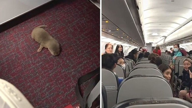 Μπανγκόκ: Πλήρωσε 30.000 πρόστιμο γιατί κουβαλούσε λαθραία ζώα σε αεροπλάνο