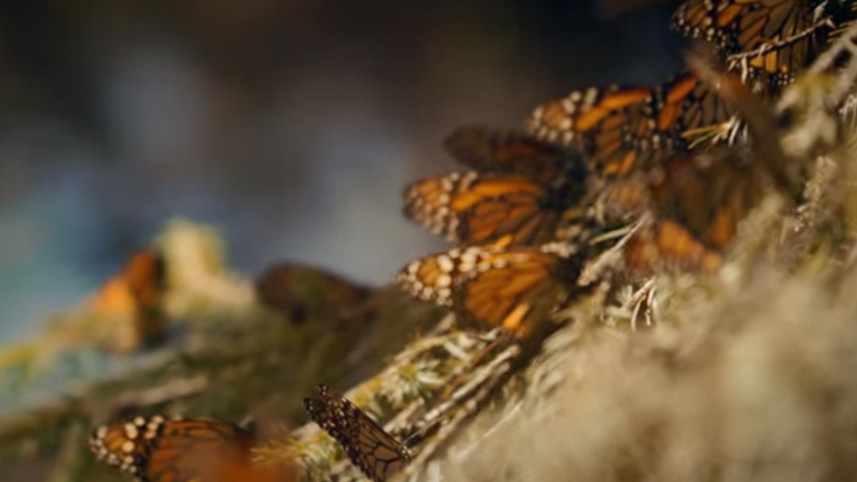 Πώς τα drones μπορούν να σώσουν το σπάνιο αποδημητικό είδος