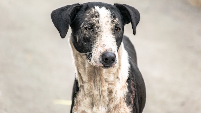 Π.Φ.Π.Ο: Αδιαφορία Δήμων για την εφαρμογή των υποχρεώσεων τους για τη διαχείριση των αδέσποτων