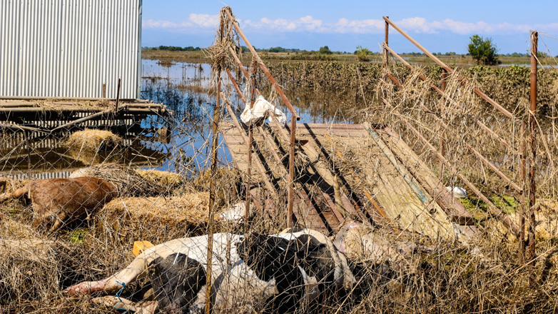 Θεσσαλία: Τα επτά βήματα του ΥΠΑΑΤ για στήριξη των πληγέντων κτηνοτρόφων