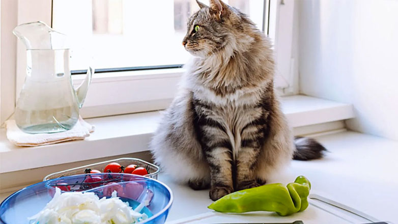 Προκαταρκτική έρευνα για το νεκρό γατάκι στο Λαγκαδά