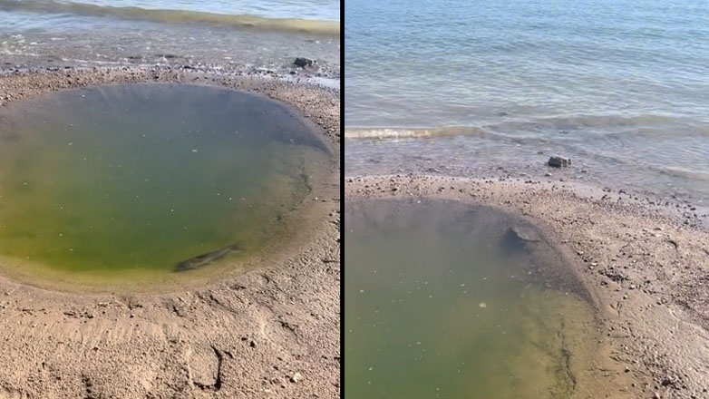 Ένα ψάρι παγιδευμένο σε μια μικρή λίμνη