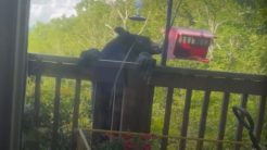 Αρκούδα ανεβαίνει σε μπαλκόνι για να πάρει φαγητό