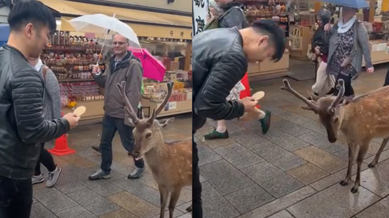 Eλάφι υποκλίνεται πριν φάει μια ριζογκοφρέτα