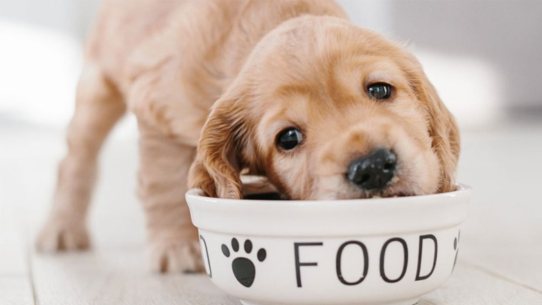 Κουτάβια: Τα απαραίτητα θρεπτικά συστατικά στη διατροφή του σκύλου μας