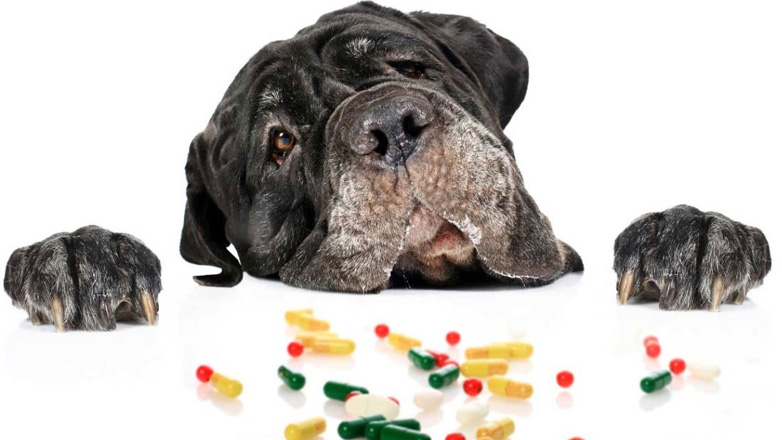 Αυτές είναι οι πιο σημαντικές βιταμίνες για τον σκύλο μας
