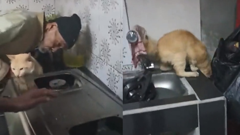 Γάτα εξολοθρευτής