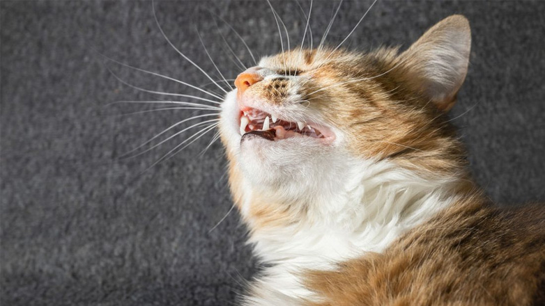 Γιατί φτερνίζεται η γάτα μου;