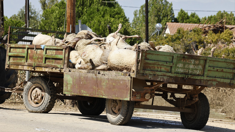 Η Πανελλαδική Φιλοζωική και Περιβαλλοντική Ομοσπονδία ζητά πρωτόκολλα ασφαλείας για τα ζώα σε περίπτωση φυσικών καταστροφών