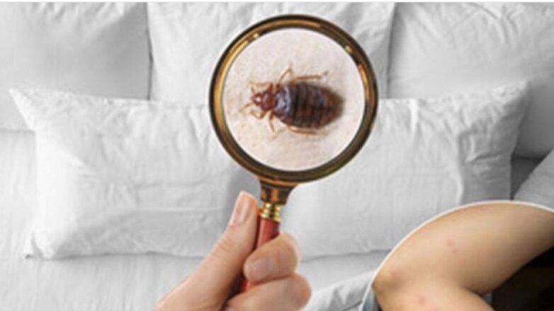 Είναι οι κοριοί μια νέα διεθνής απειλή; Είναι οι κοριοί μια νέα διεθνής απειλή;