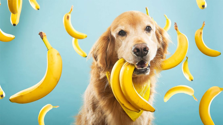 Μπορεί ο σκύλος μου να φάει φρούτα;