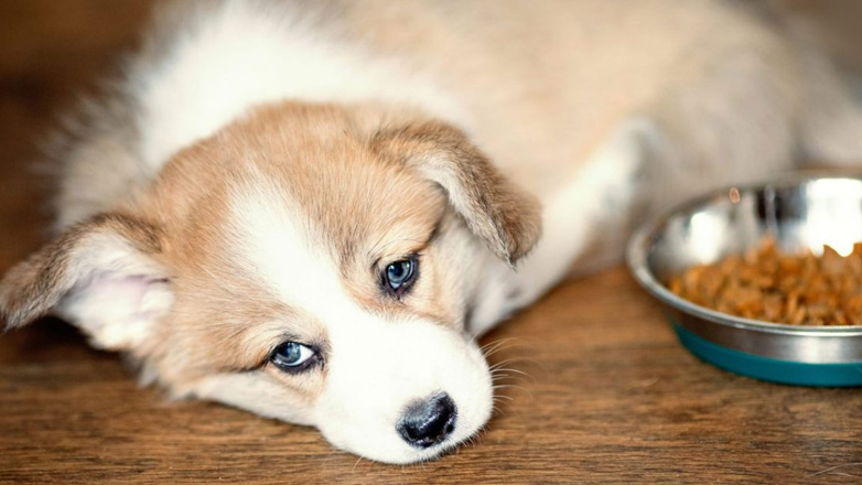 Σκύλος: 10 επικίνδυνες τροφές που δεν πρέπει να του δίνετε